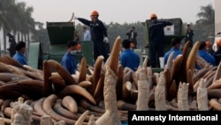 Phóng viên và các nhà hoạt động bảo vệ môi sinh dự lễ tiêu hủy ngà voi và những tác phẩm điêu khắc bằng ngà voi tại thành phố Đông Quản ở tỉnh Quảng Đông, Trung Quốc, ngày 6/1/2014.