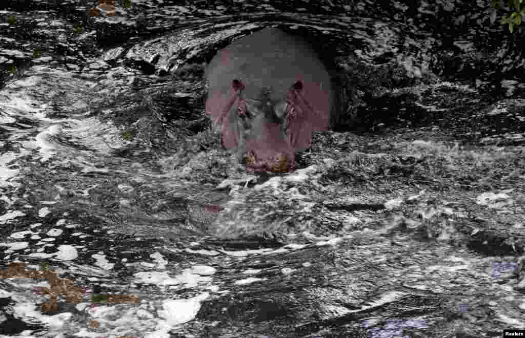 A hippo rests in Naboisho Conservancy adjacent to the Masai Mara National Reserve, Kenya.