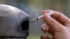 FDA Plans to Slash Nicotine Levels in Cigarettes