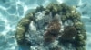 Heat-Hardy Corals Could Help Save Dying Reefs 