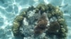 Climate Change Destroys Coral Reefs