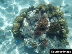 In this coral transplant site in America Samoa, the pink branching corals have been transplanted onto a bigger boulder-shaped coral. (Credit: Stephen Palumbi)