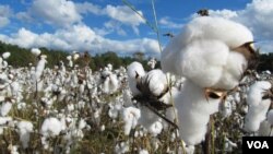 FILE - a cotton field