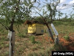 One of the hives that make up a beehive fence at Charity Mwangome's farm in Taita-Taveta area of Kenya, April 19, 2016.