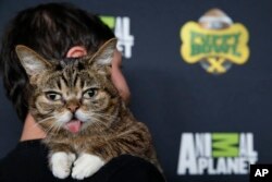 FILE - Lil BUB attends Puppy Bowl X at the Discovery Times Square Experience in New York, Jan. 28, 2014.