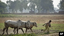 An Indian farmer pulls his oxen after plowing a rice paddy in Allahabad, India, June 17, 2010 file photo. 
