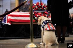 Sully, el perro guía del expresidente George H.W. Bush, presentó sus respetos al exmandatario en el Capitolio de EE.UU. Dic. 4 de 2018.