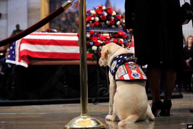 Sully, el perro guía del expresidente George H.W. Bush, presentó sus respetos al exmandatario en el Capitolio de EE.UU. Dic. 4 de 2018.