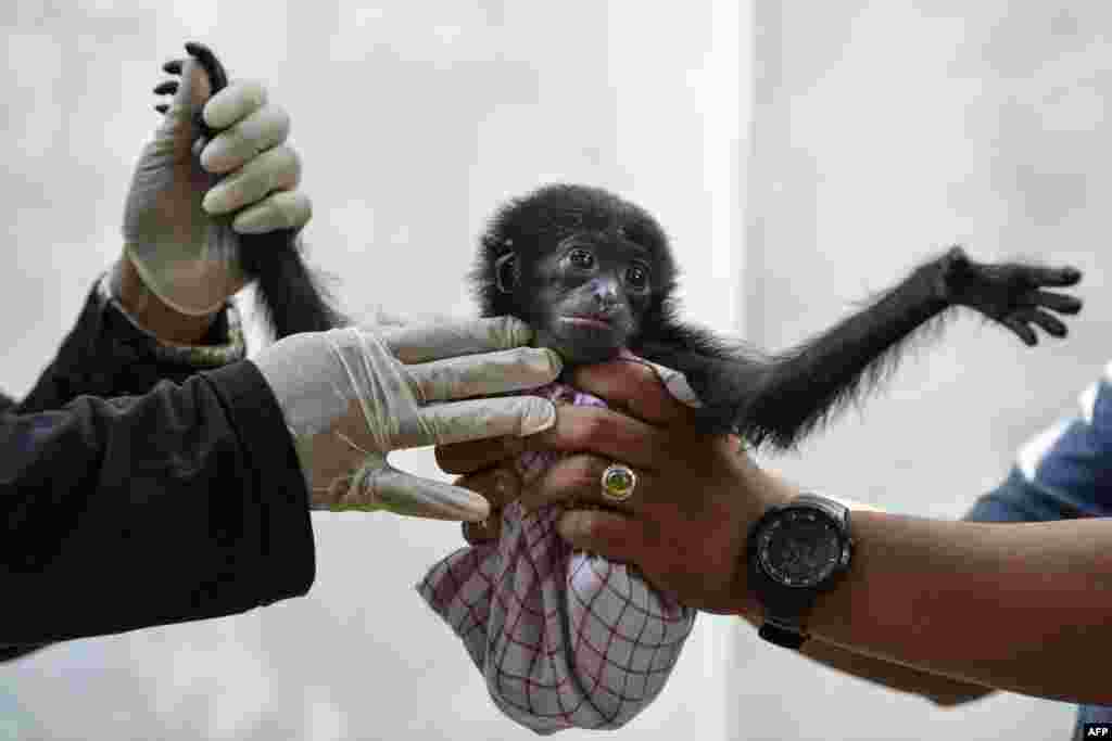2018年11月1日在亚齐省班达亚齐的自然保护局办公室，兽医检查从村民手中救出的黑毛长臂猿幼崽（ baby siamang, or black-furred gibbon）。