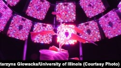 Researchers tested plants for their increased photosynthesis ability. (Credit Katarzyna Glowacka/U. of Illinois)