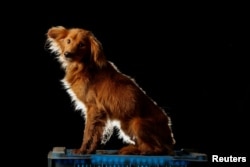 Duke is pictured at the Famproa dogs shelter in Los Teques, Aug. 18, 2016. Duke was left tied outside the shelter about five months ago. "He did not have a bad temper, but the bigger dogs always attacked him," said Maria Silva who takes care of dogs at the shelter. The week after being photographed, he escaped from his kennel and was killed during a fight.