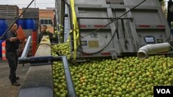 Thousands of kilograms of apples are offloaded at the family cider factory in Frederick, Maryland, Nov. 1, 2016. (V. Macchi/VOA)
