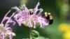 นักวิจัยพบสารคาเฟอีนในน้ำหวานดอกไม้ช่วยให้ผึ้งทำงานผสมเกสรได้ดีขึ้น