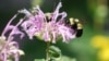 นักชีววิทยาอเมริกันเกิดความคิดที่จะนำผึ้งป่ามาช่วยผสมเกสรพืชแทนผึ้งรวง