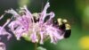 Diversificación de flora salvaría a las abejas