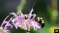 Une abeille sauvage (AP)