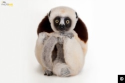 Coquerel's Sifaka (Propithecus coquereli) at the Houston Zoo, Texas. The lemur's name comes from the distinct call it makes as it travels through the trees on the island of Madagascar: “shif-auk.” (© Photo by Joel Sartore/National Geographic Photo Ark)