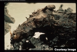 A dead otter is among hundreds of thousands of animals oiled or killed by the Exxon Valdez oil spill. (Credit: Alaska Resources Library and Information Service)