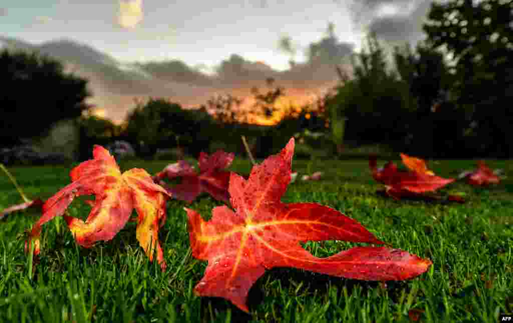 A leaf from a sweetgum tree (Liquidambar styraciflua) lies on the grass at Godewaersvelde, northern France.