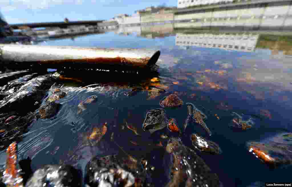 Oil pour into the the Polcevera stream that connects the port of Genoa with the Po Valley, Italy, after a pipeline belonging to the oil plant of &#39;Iplolm&#39; ruptured.