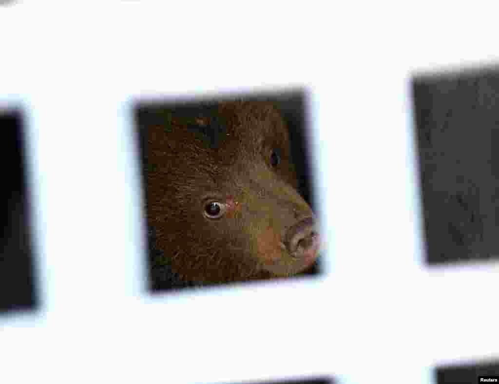 One of the three bear cubs who were found by the Bulgarian authorities in the wild and rescued at the Dancing Bears Park is pictured inside a bus near Belitsa, Bulgaria.