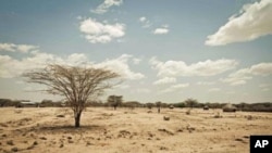 Effects of severe drought are visible throughout the Horn of Africa (file photo).