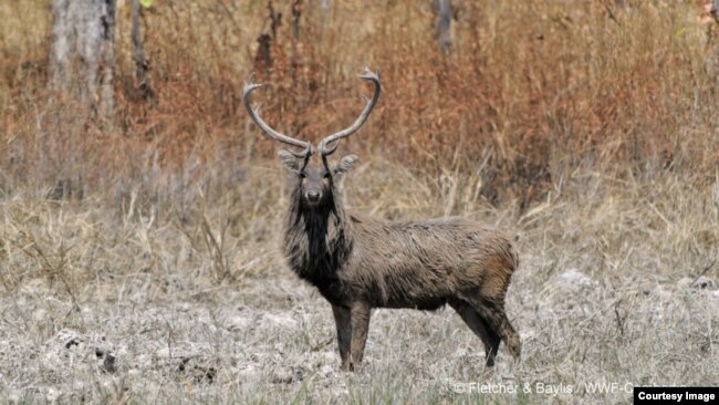 An Eld's deer. (World Wildlife Fund)