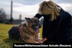 Ibu Negara AS Jill Biden memelihara salah satu anjing keluarga, Champ, setelah kedatangannya dari Delaware di Gedung Putih di Washington, AS, 24 Januari 2021.(Foto: via Reuters)