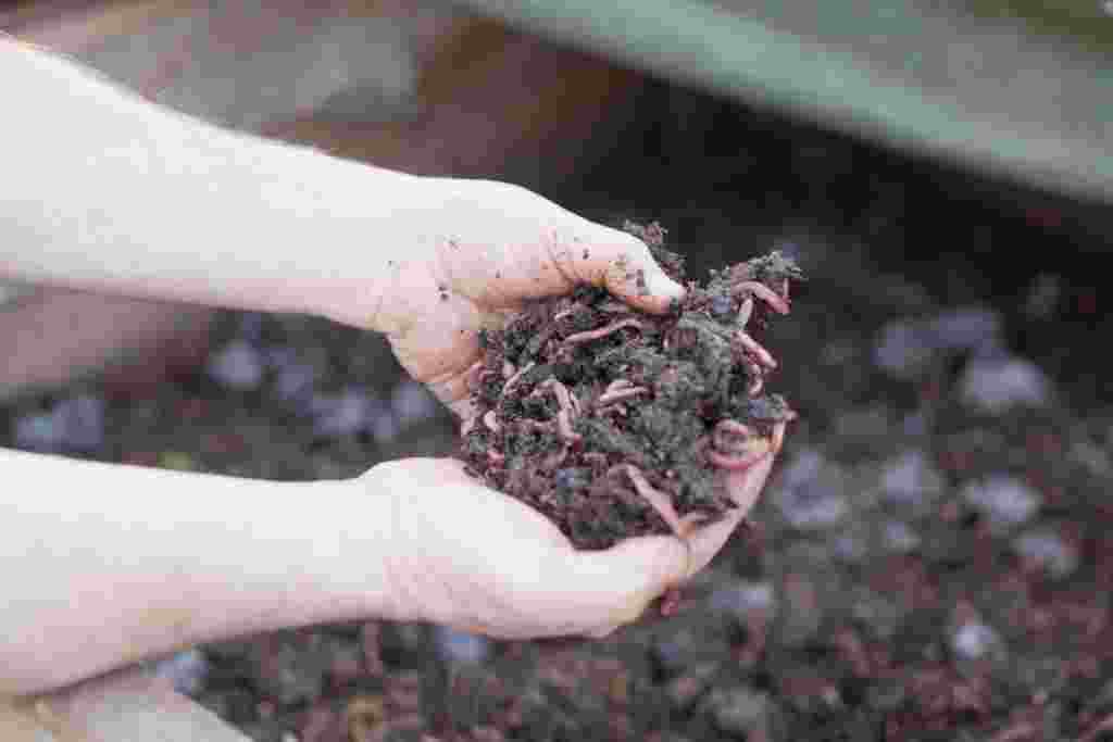 Las lombrices convierten el desecho en compostaje que se utiliza para abonar la tierra.