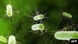 E-Koli bakteriyası Avropa ölkələrində 19 adamın ölümünə səbəb olub