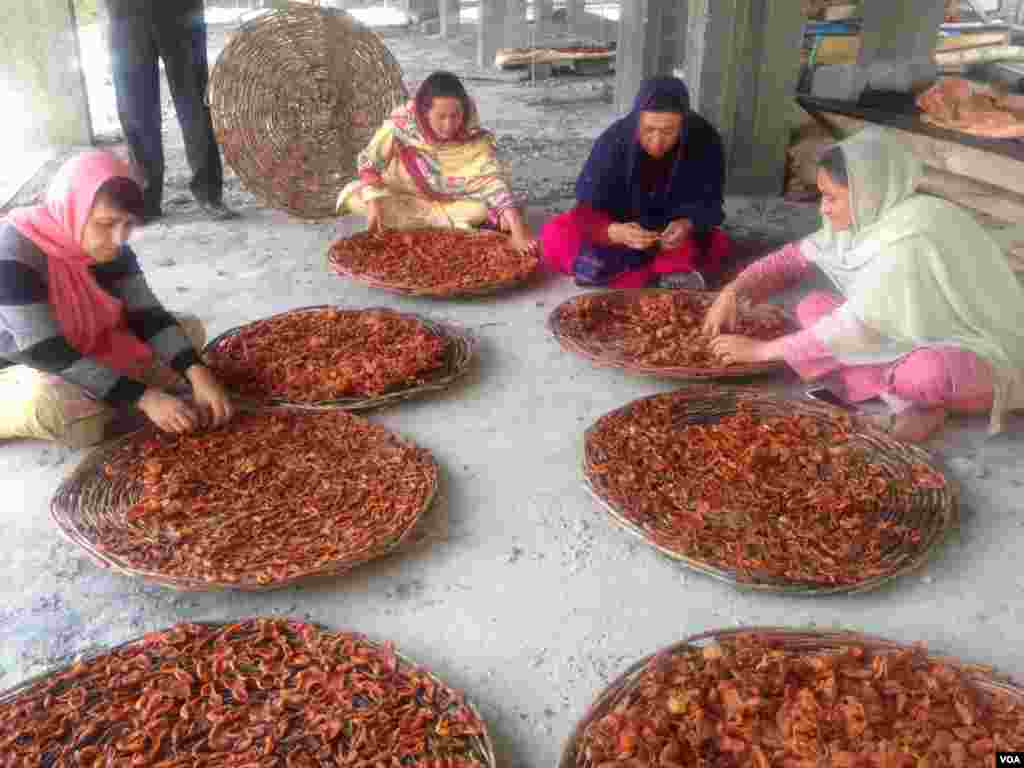 خواتین بھی خوبانیوں کو خشک کر کے منڈیوں تک پہنچانے کی سرگرمیوں میں مردوں کے شانہ بشانہ کام کرتی ہیں۔