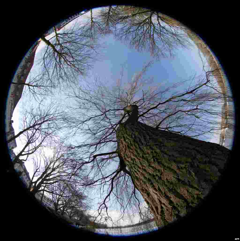 Picture taken with a fisheye lens shows trees reaching into a blue sky on a wintry day in Muenster, western Germany.
