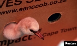 A rescued lesser flamingo chick peers out of a box after being moved from a dam in the Northern Cape province to the SANCCOB rehabilitation center in Cape Town, South Africa Jan. 30, 2019.