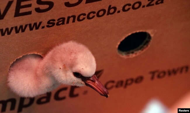 A rescued lesser flamingo chick peers out of a box after being moved from a dam in the Northern Cape province to the SANCCOB rehabilitation center in Cape Town, South Africa Jan. 30, 2019.