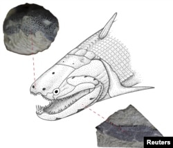 An undated illustration shows the Early Devonian bony fish called Psarolepis romeri found in south China.