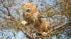 Le lion court toujours 15 jours après s’être échappé d’un parc sud-africain 