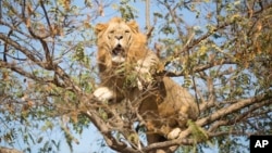 Salam, un lion africain de 5 ans, jonche sur les branches d'un arbre au safari Ramt Gan, près de Tel Aviv, Israel, le 26 novembre 2013