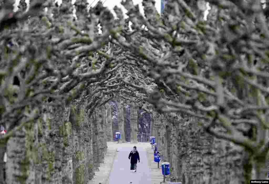 A woman strolls along an alley of plane trees in Frankfurt, Germany.