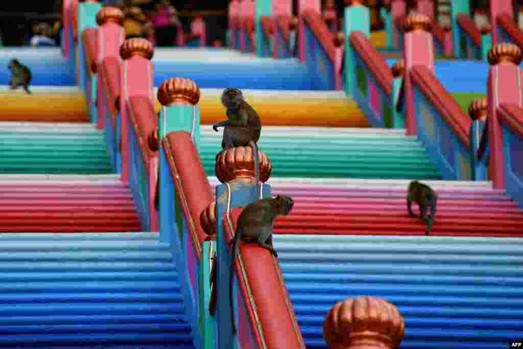 Monkeys roam around the newly painted 272-step staircase leading to Malaysia's Batu Caves temple in Kuala Lumpur.