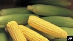Oats, Corn and Beans ဆိုင်ရာ အီဒီယံ အသုံးအနှုန်းများ