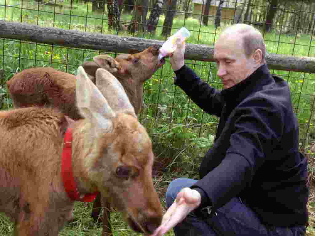 El primer ministro alimenta un alce en el parque nacional de “Losiny Ostrov”.