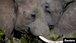 FILE - Poachers hunt and kill African elephants for their ivory tusks, though the trade is illegal. 