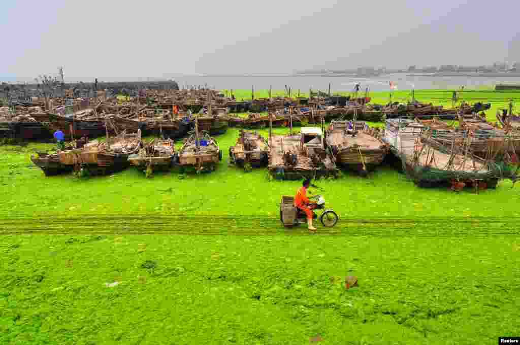 Seorang nelayan melewati pantai yang tertutup gangga di Rizhao, provinsi Shandong, China, 6 Juli 2015.