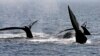 تلاش آمریکا و کانادا برای یافتن دلیل مرگ نهنگ‌های در حال انقراض