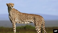 A cheetah stands on the plains of Masai Mara game reserve in Kenya, April 2, 2008.