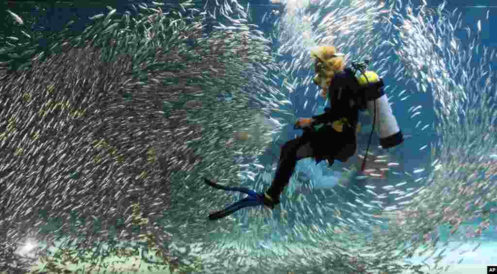 A diver performs with sardines as part of summer vacation events at an Coex Aquarium in Seoul, South Korea.