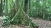 جنگل تیجوکا در ریو، از معدود جنگل های بارانی باقیمانده در جهان