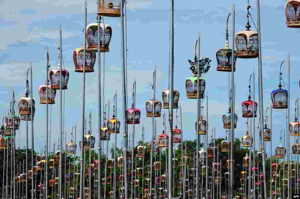 Doves sit in cages hoisted on poles during a bird-singing contest in Thailand&#39;s southern province of Narathiwat.