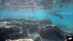 FILE - A man rests his hand on a dead reef as he snorkels in Oahu’s Hanauma Bay on Wednesday, May 6, 2016 near Honolulu, Hawaii. (AP Photo/Caleb Jones)