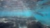 Gelombang Panas Berkepanjangan Hancurkan Terumbu Karang Samudera Hindia
